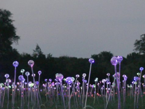 SETTING SUN: As the sun sets, the fiber-optic light pods in the Field of Light art installation
show their true colors. According to the Lady Bird Johnson Wildflower Center, Munro’s
installation combines art, technology, and nature. photo by Beatriz Marteleto-Lara